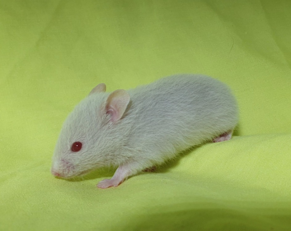 Photo #2 de Thym cac