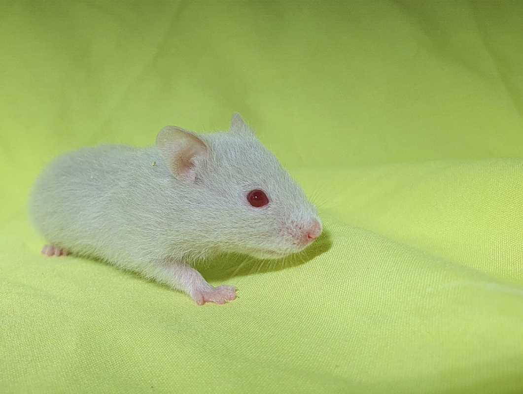 Photo #4 de Thym cac