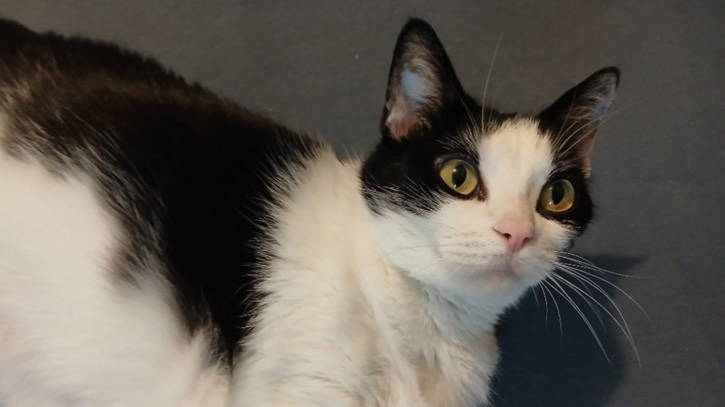 Romy - Chat Européen à adopter
