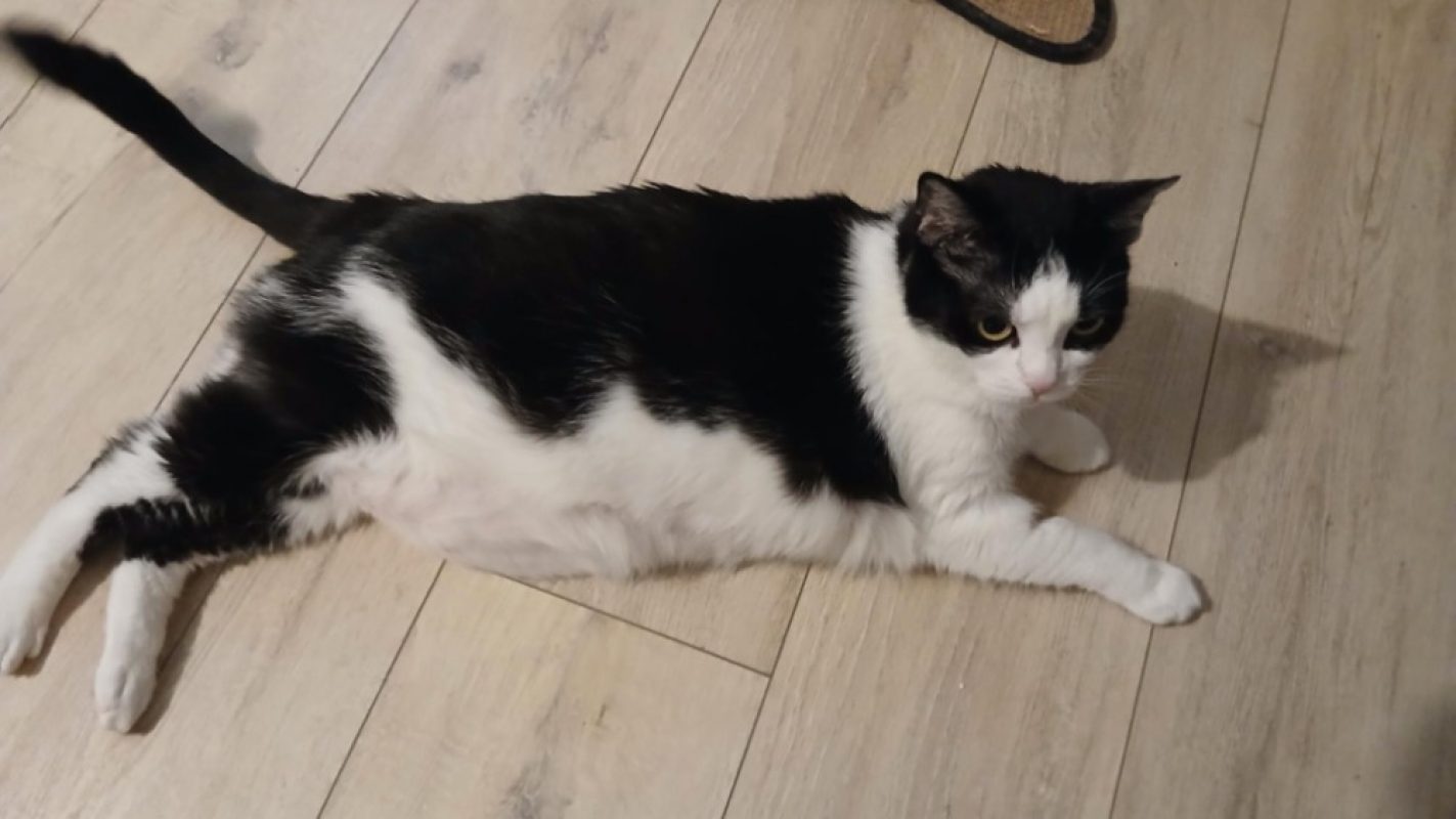 Romy - Chat Européen à adopter - photo 3