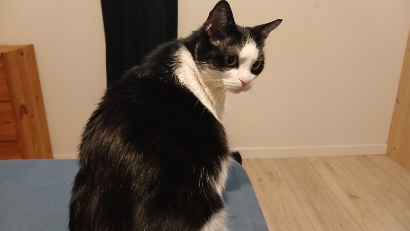Romy - Chat Européen à adopter - photo 4