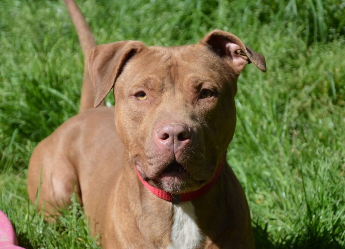 Ashile - Chien à adopter