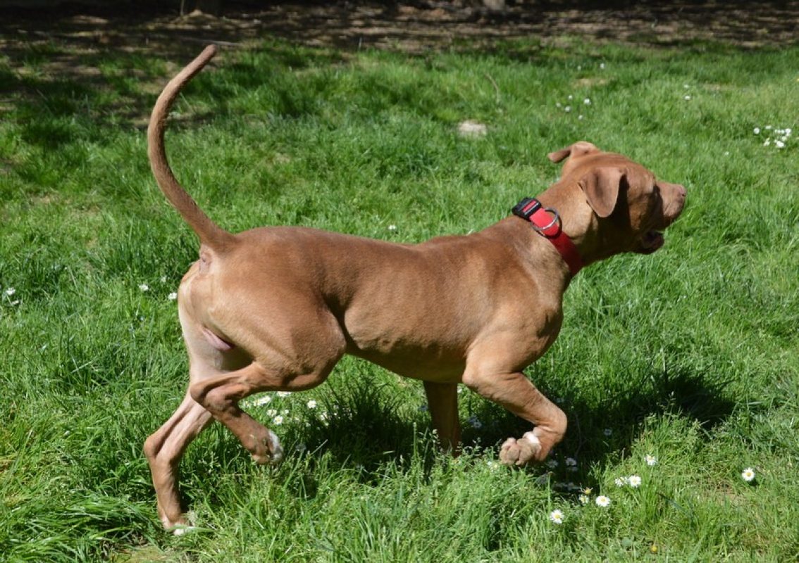 Ashile - Chien à adopter - photo 2