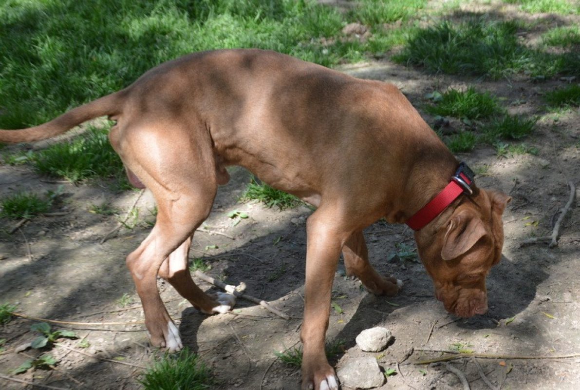 Ashile - Chien à adopter - photo 3