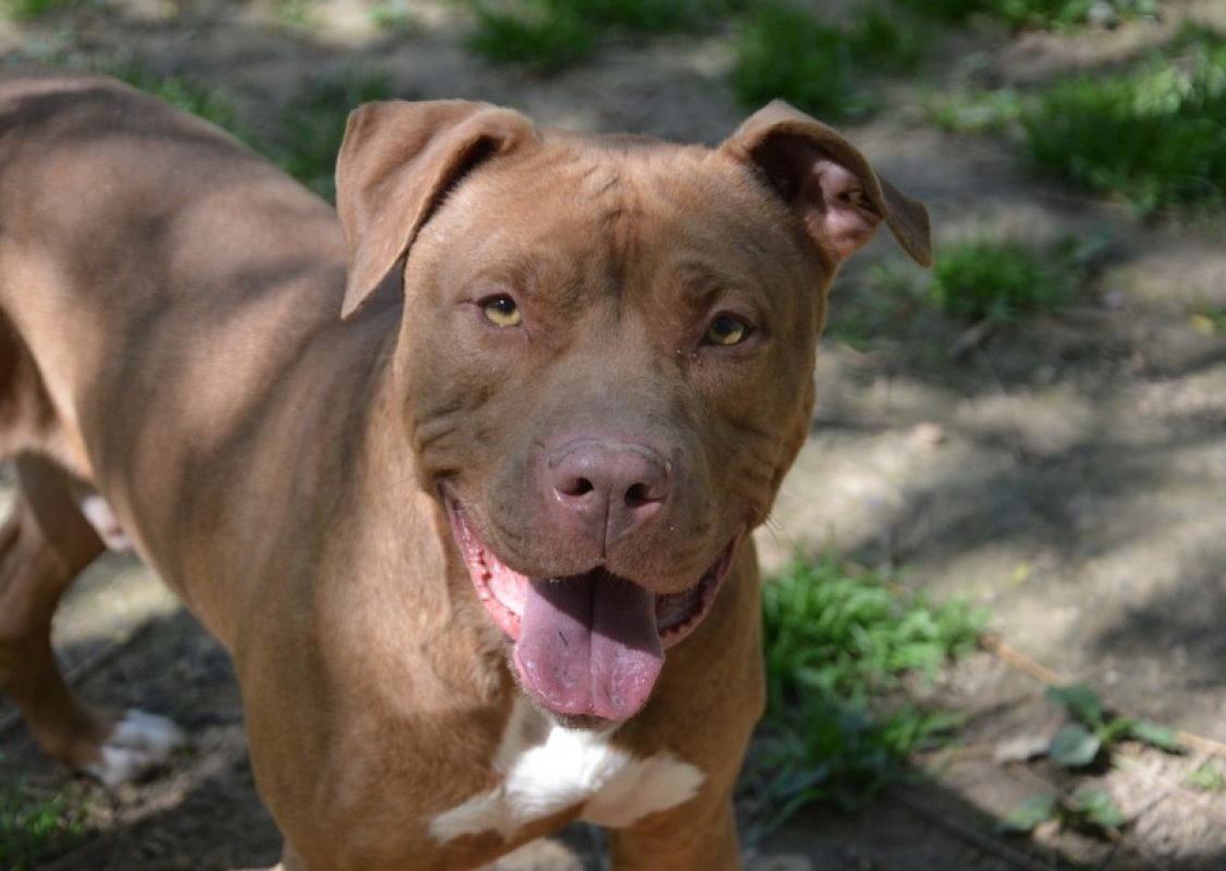 Ashile - Chien à adopter - photo 4