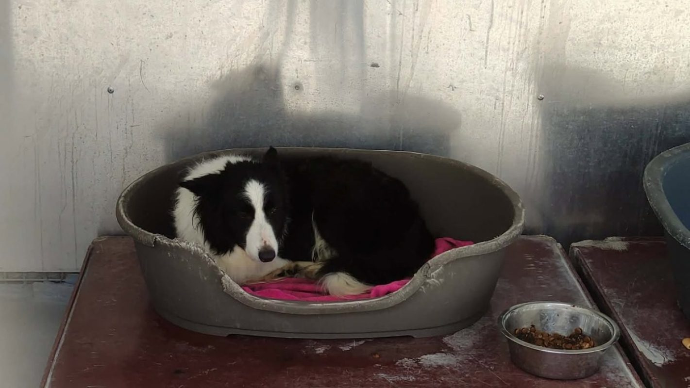 Lucky - Chien Border Collie à adopter
