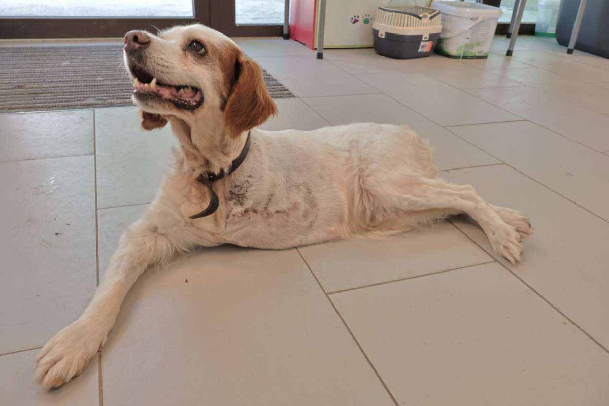 Photo #3 de Lila