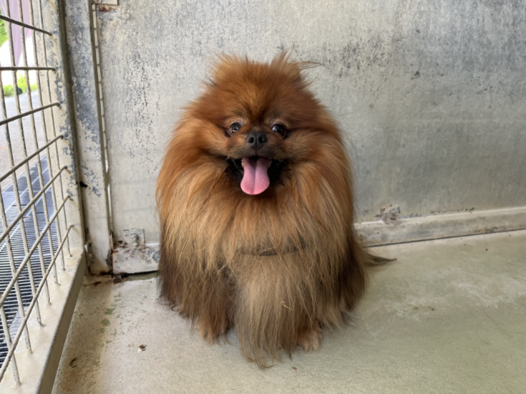 Photo #1 de Cookie
