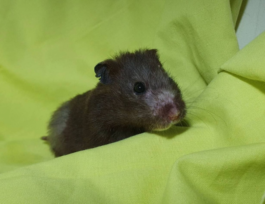 Photo de Ciboulette cac