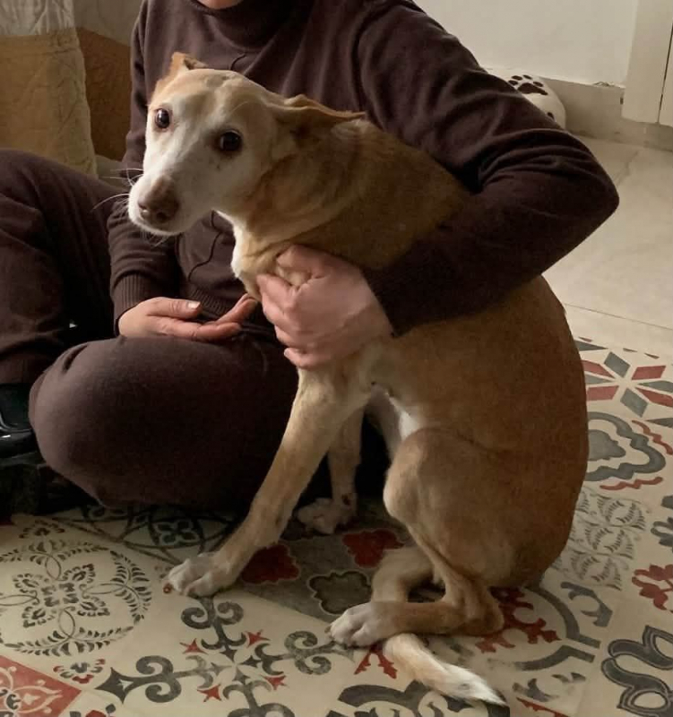 Photo #1 de Kira 3 a l'adoption dans toute la France 