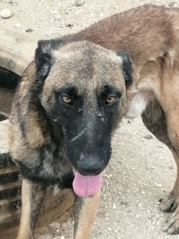 Photo #7 de Batman à l'adoption dans toute la France
