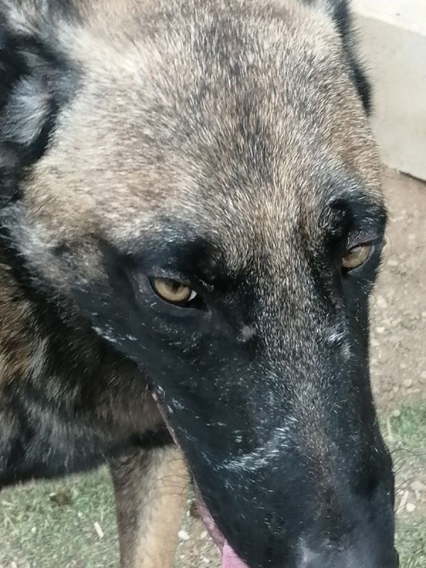 Photo #5 de Batman à l'adoption dans toute la France