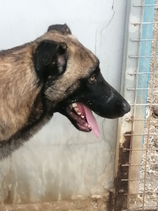 Photo #1 de Batman à l'adoption dans toute la France