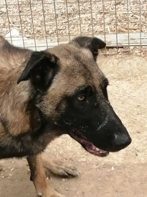 Photo #11 de Batman à l'adoption dans toute la France