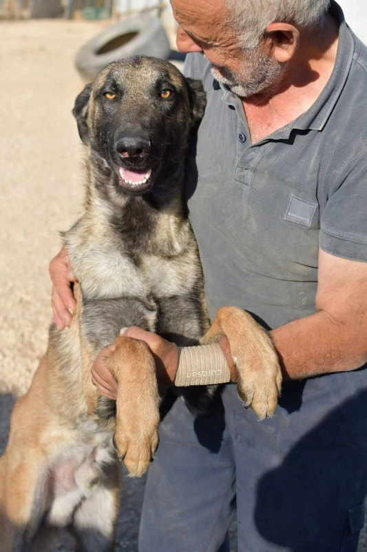 Photo #6 de Batman à l'adoption dans toute la France