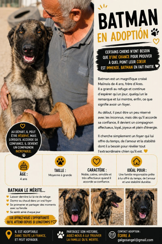 Photo #10 de Batman à l'adoption dans toute la France