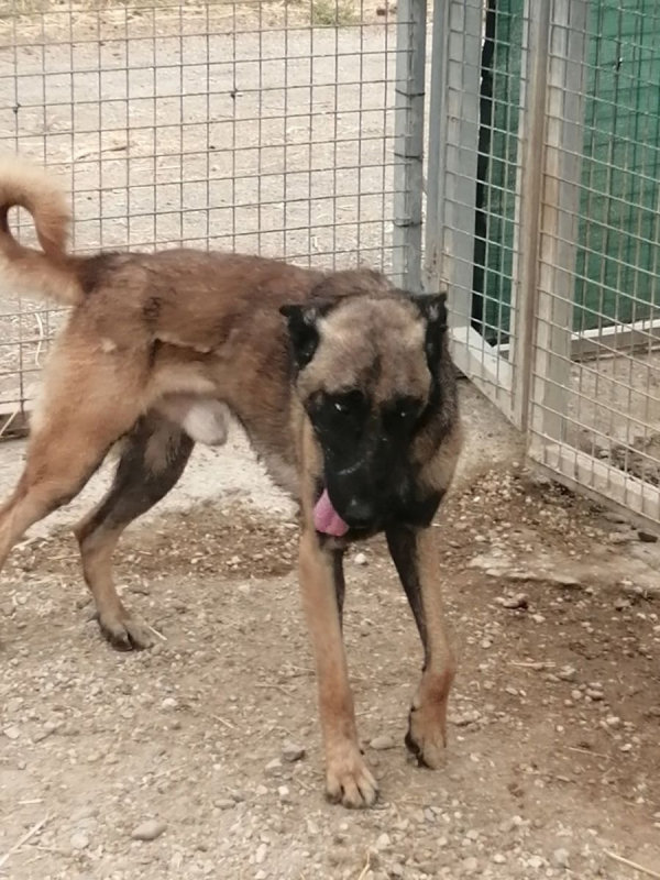 Photo #3 de Batman à l'adoption dans toute la France