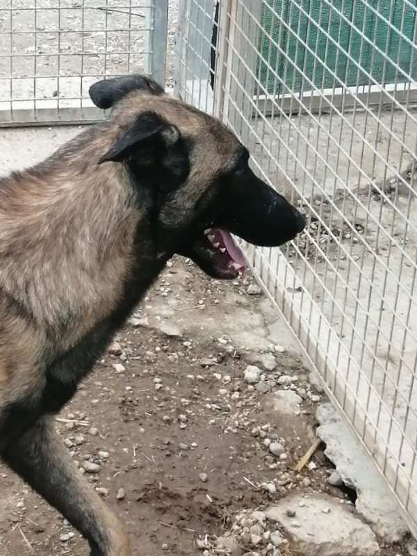Photo #14 de Batman à l'adoption dans toute la France