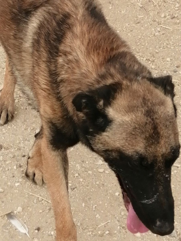Photo #12 de Batman à l'adoption dans toute la France