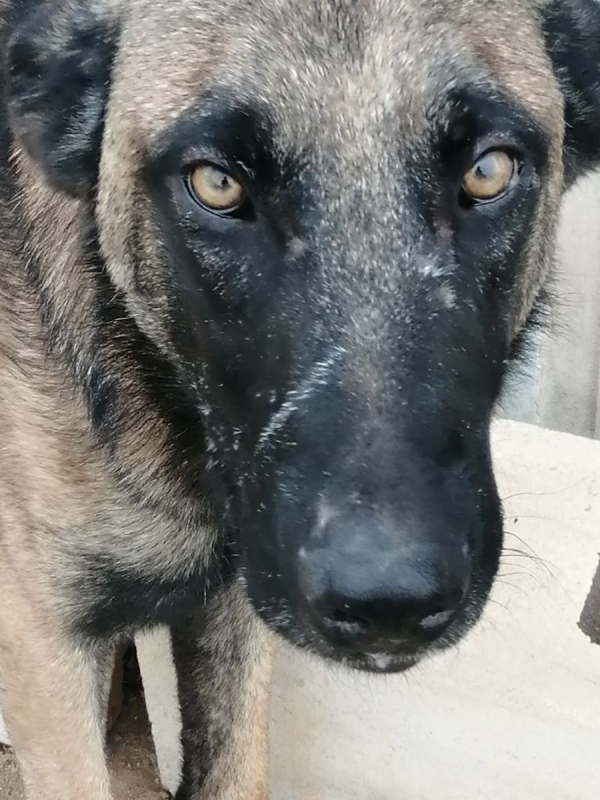 Photo #8 de Batman à l'adoption dans toute la France