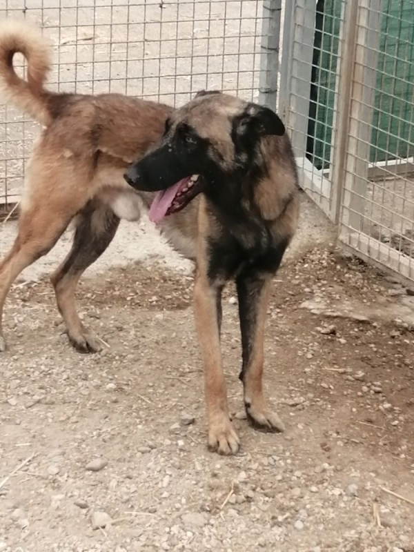 Photo #9 de Batman à l'adoption dans toute la France