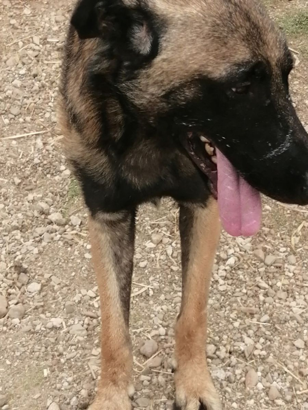 Photo #13 de Batman à l'adoption dans toute la France