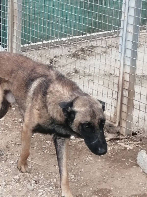 Photo #4 de Batman à l'adoption dans toute la France