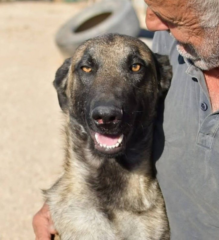 Photo #2 de Batman à l'adoption dans toute la France