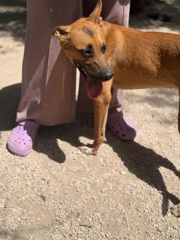 Photo #11 de Lola à l'adoption dans toute la France 