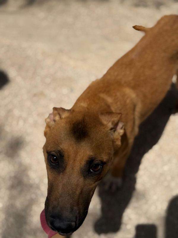 Photo #13 de Lola à l'adoption dans toute la France 