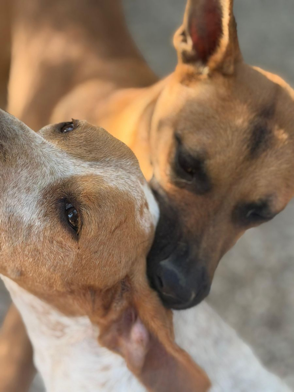 Photo #2 de Lola à l'adoption dans toute la France 