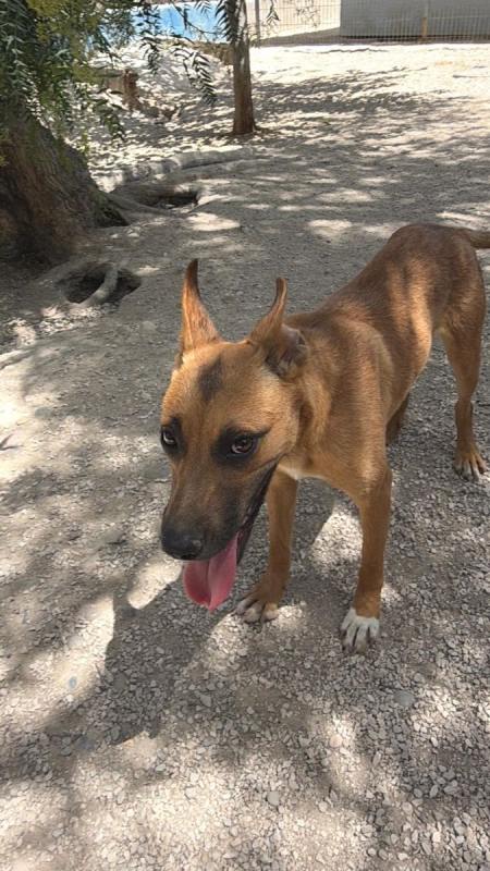 Photo #9 de Lola à l'adoption dans toute la France 