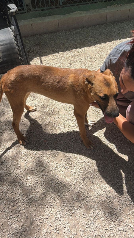Photo #7 de Lola à l'adoption dans toute la France 