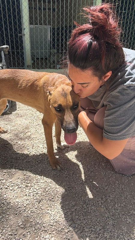 Photo #3 de Lola à l'adoption dans toute la France 