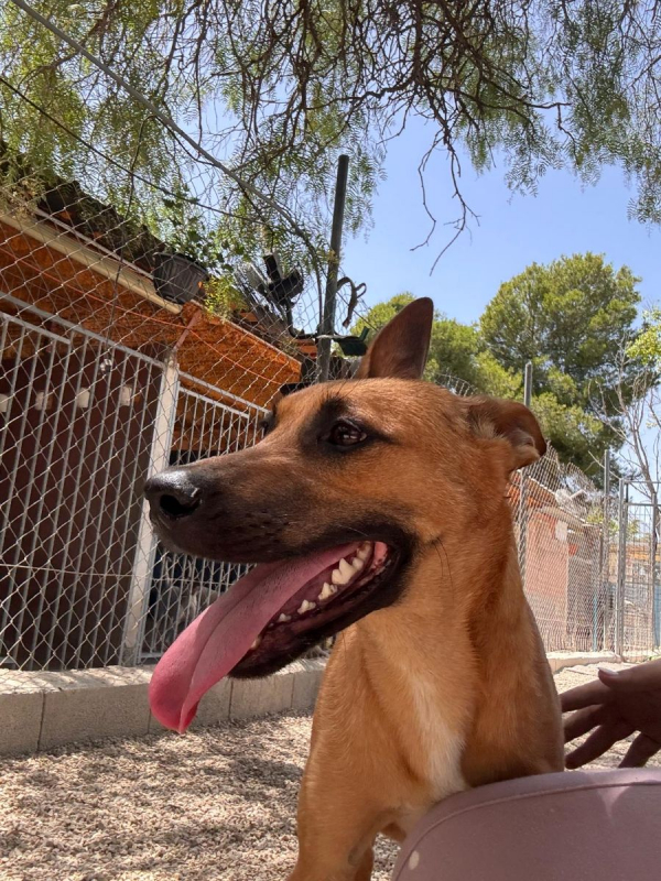 Photo #10 de Lola à l'adoption dans toute la France 