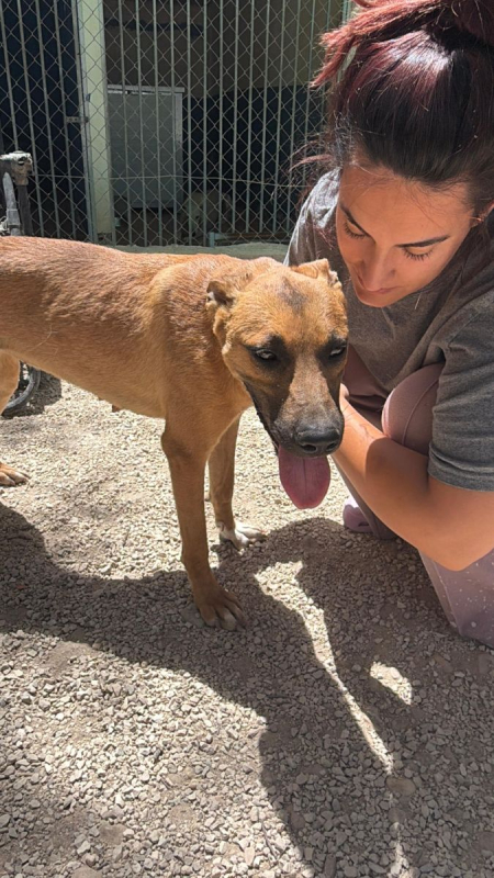 Photo #4 de Lola à l'adoption dans toute la France 