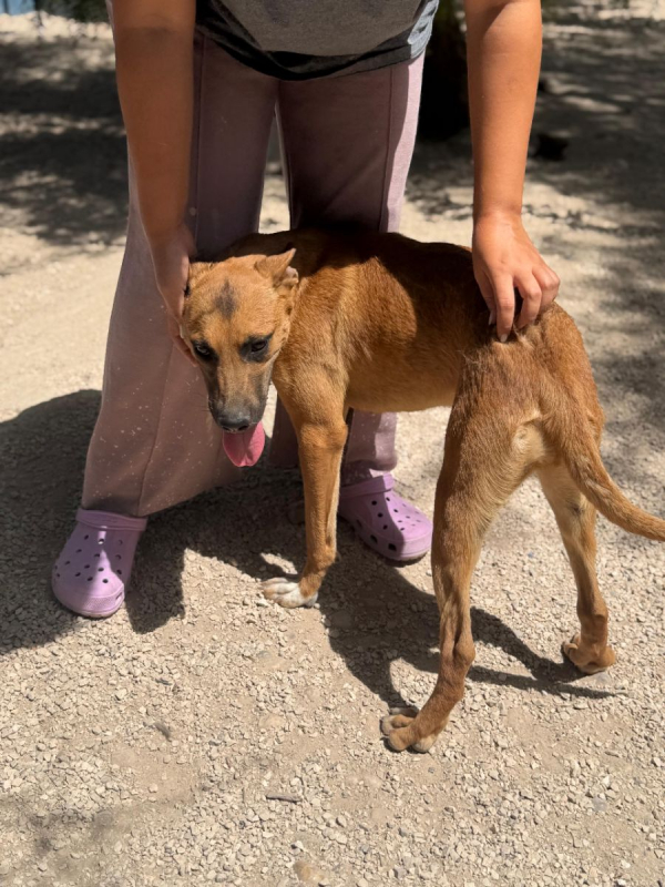 Photo #5 de Lola à l'adoption dans toute la France 