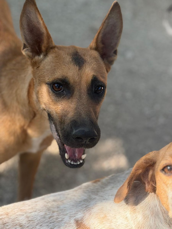 Photo #1 de Lola à l'adoption dans toute la France 
