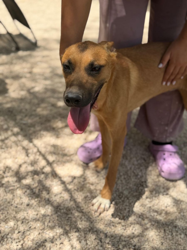 Photo #6 de Lola à l'adoption dans toute la France 