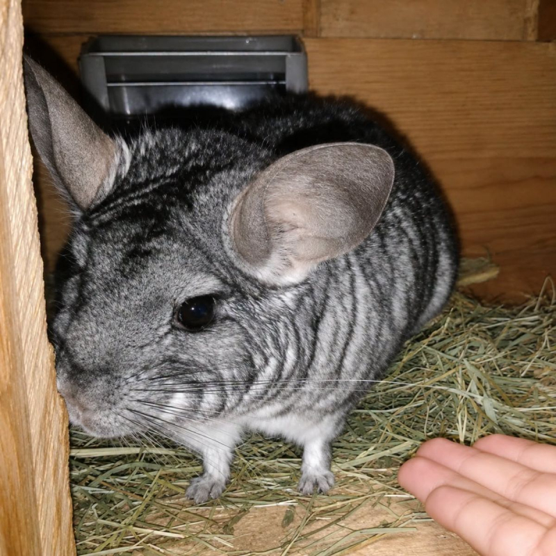 Photo #8 de Choupi et Choupinette
