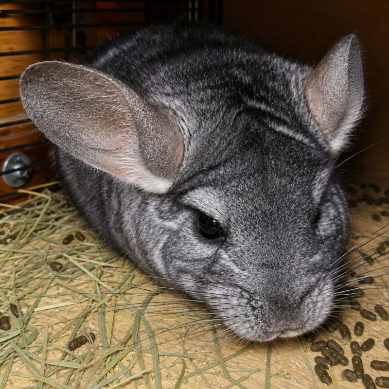 Photo #5 de Choupi et Choupinette