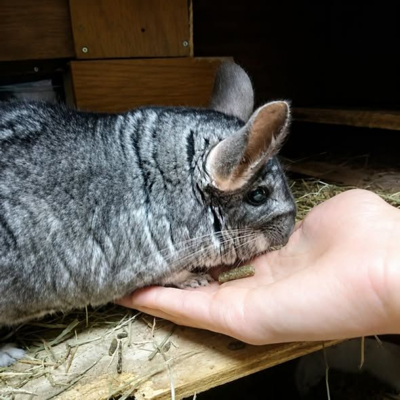 Photo #1 de Choupi et Choupinette