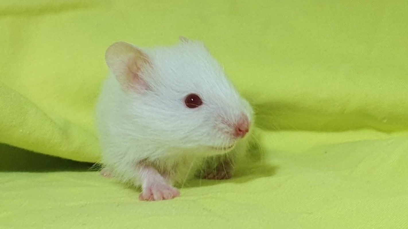 Photo #1 de Citronelle cac