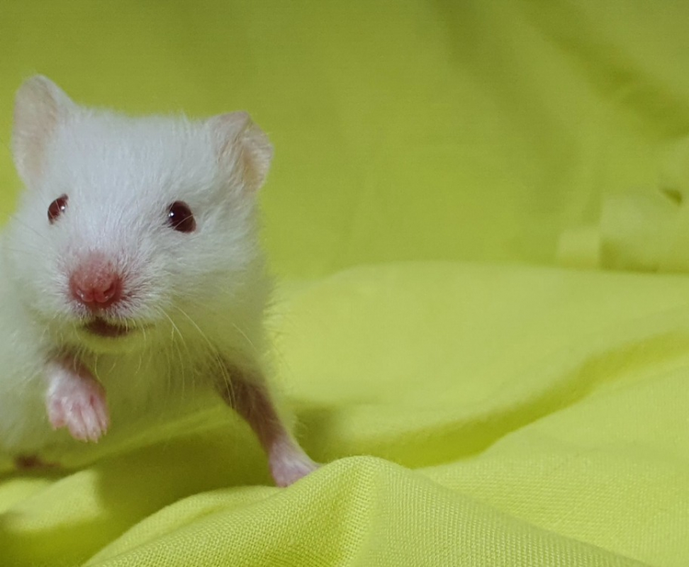 Photo #2 de Citronelle