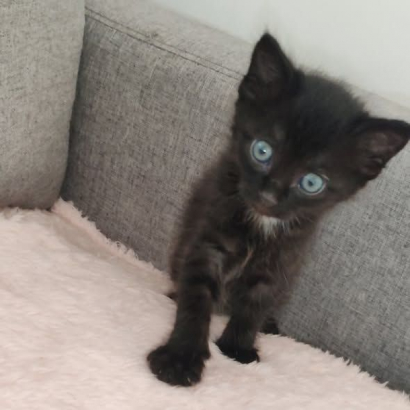 Photo #2 de Bagheera