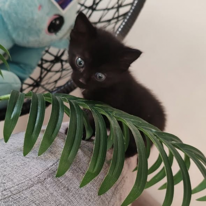 Photo #1 de Bagheera
