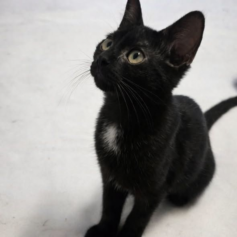 Photo #4 de Sirius
