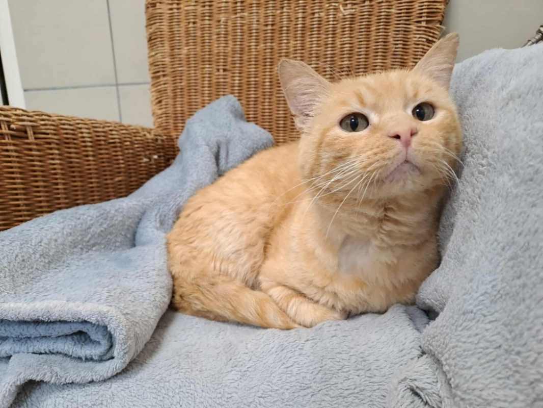 Photo #1 de Morille qct