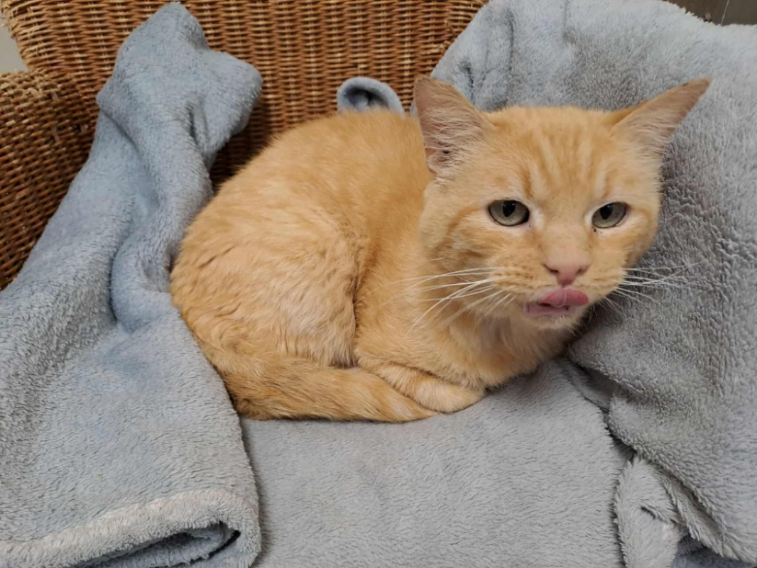 Photo #2 de Morille qct