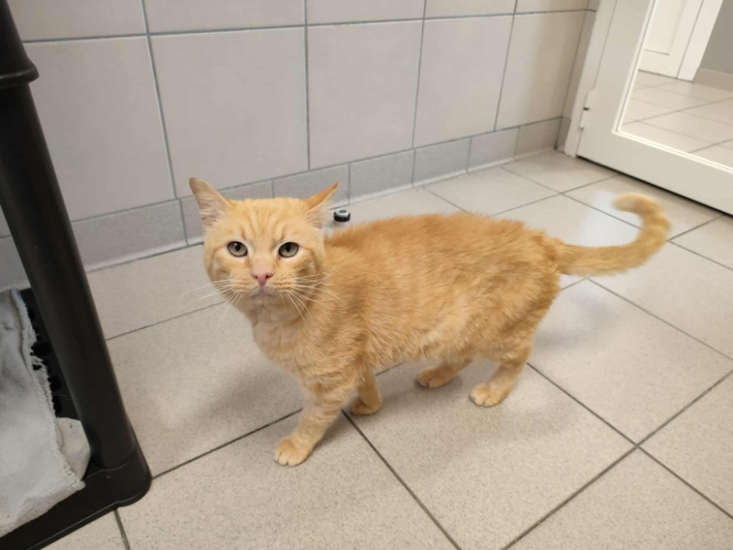 Photo #3 de Morille qct